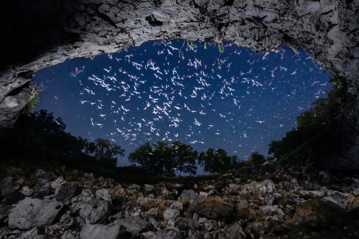 Bats emerging out of Bracken Cave Preserve