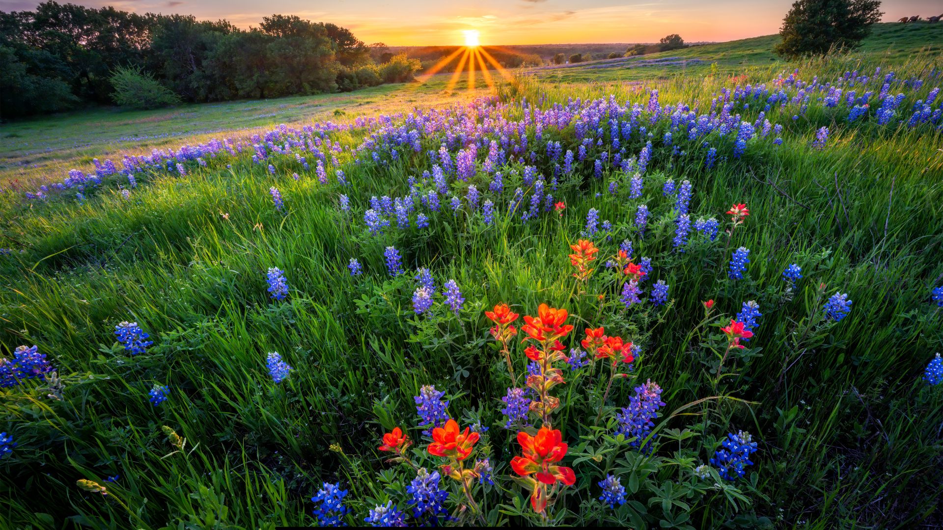 Wildflowers at sunrise
