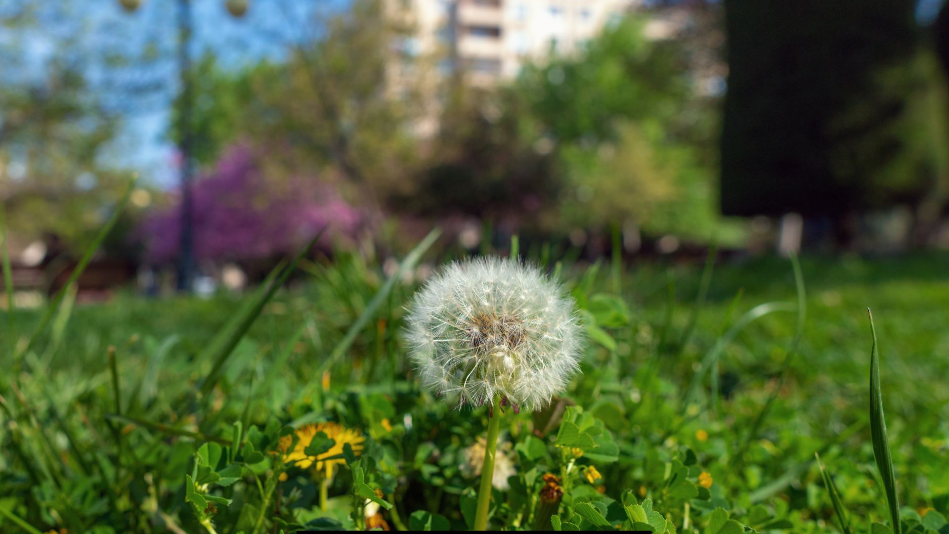 Dandelion seeds on stem in a city park