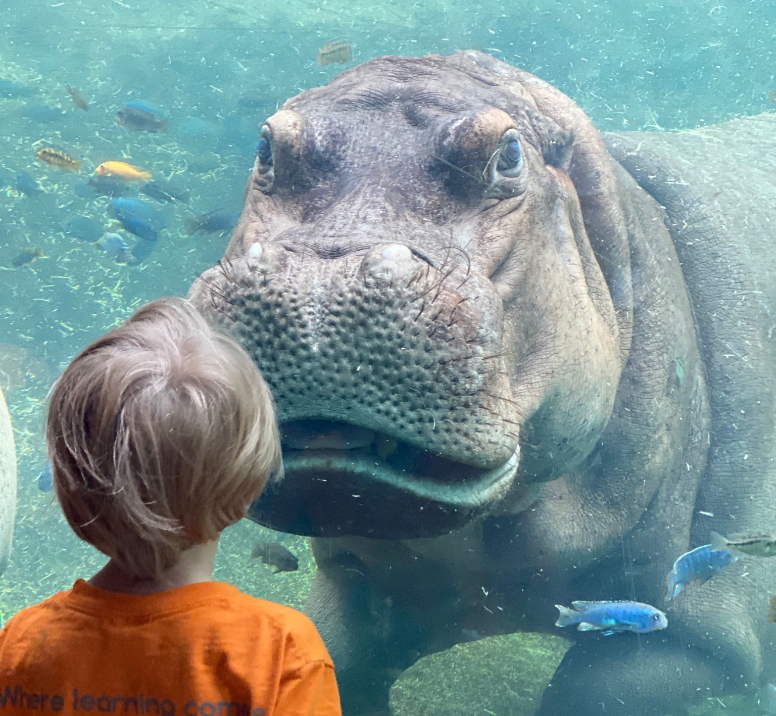 child looking at hippo at zoo