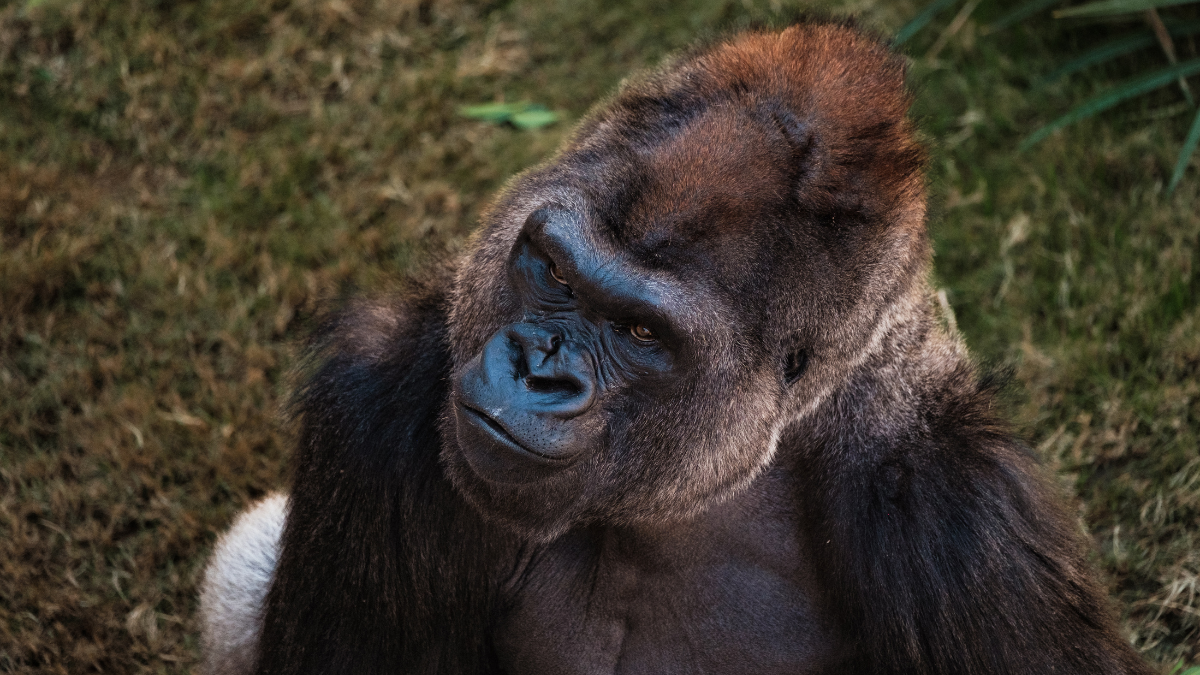 Gorilla from San Antonio Zoo