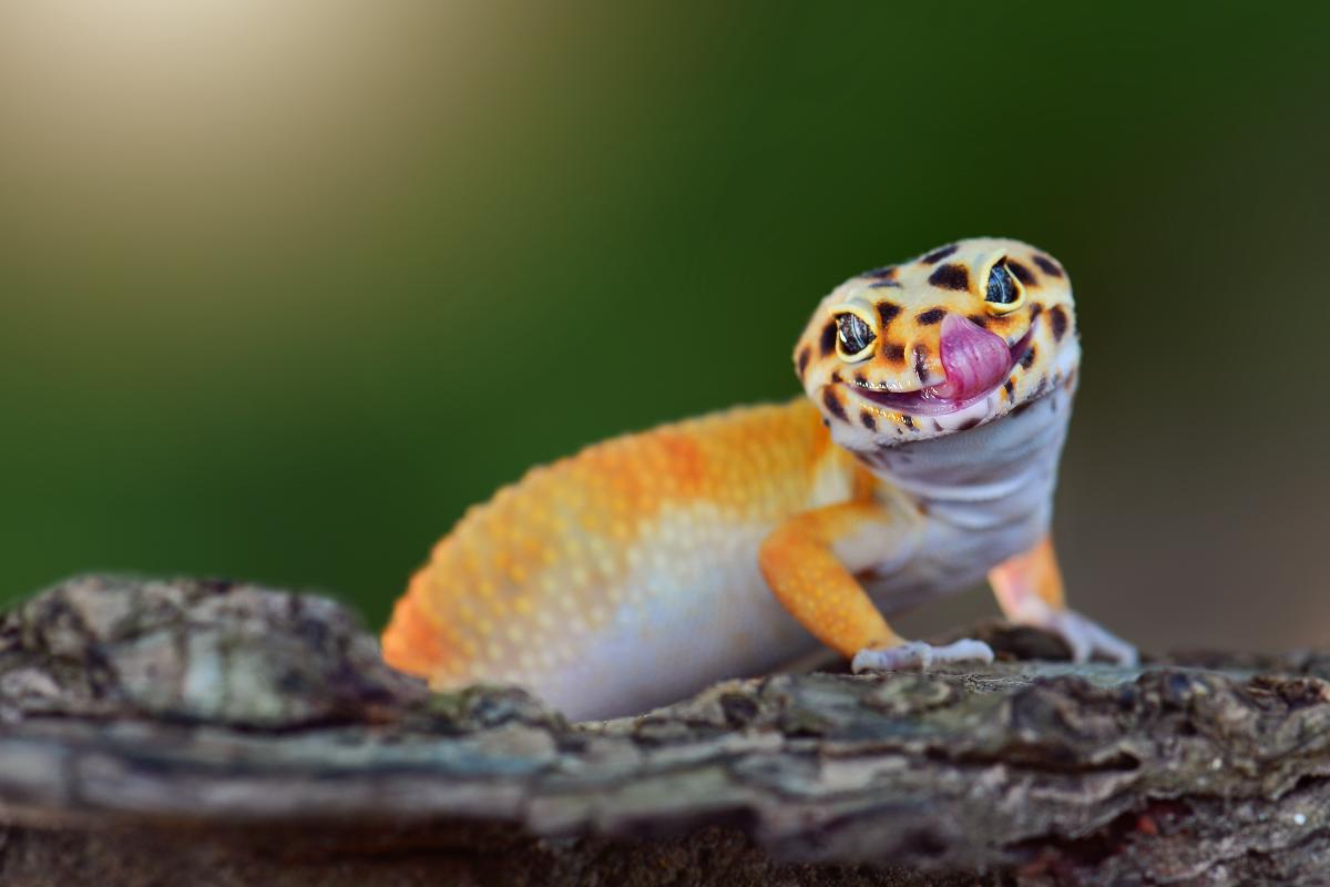 smiling orange gecko