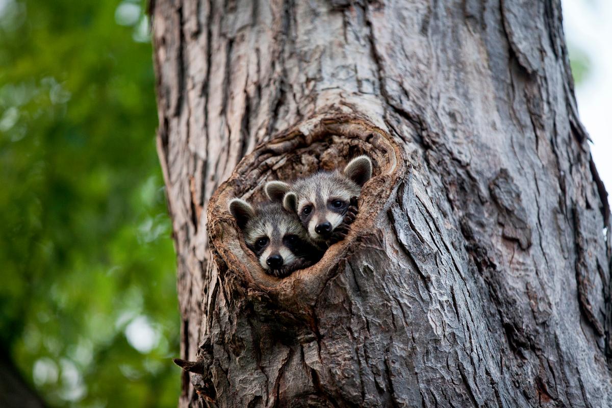 two baby raccoons in a tree hole
