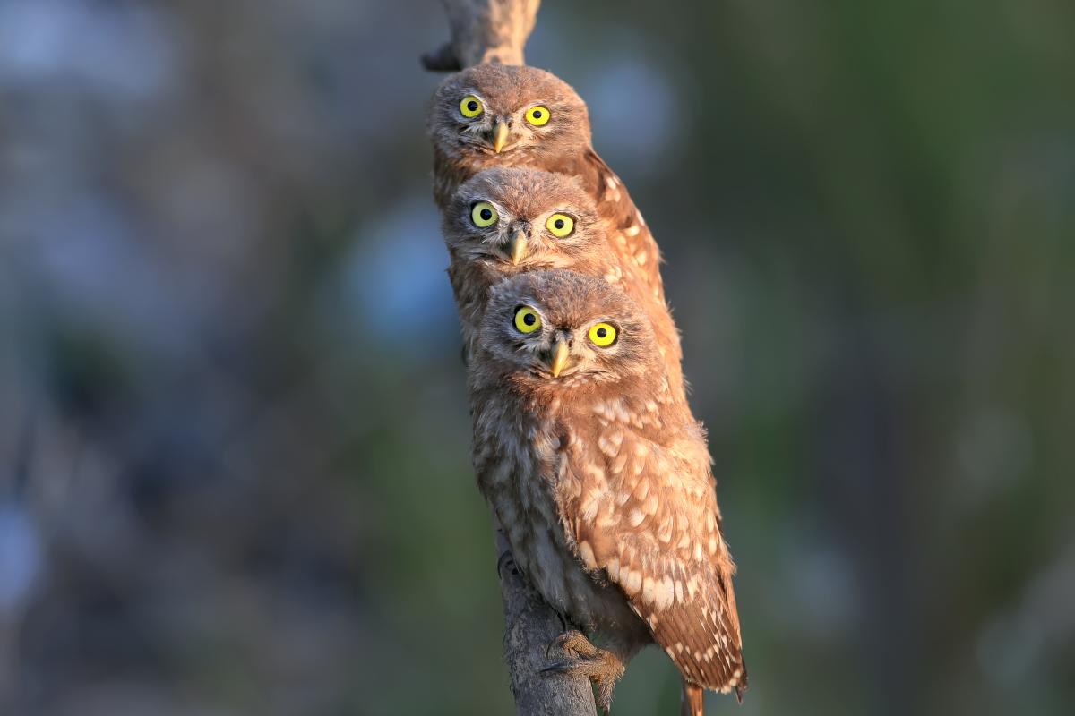 three owls on a branch looking toward camera