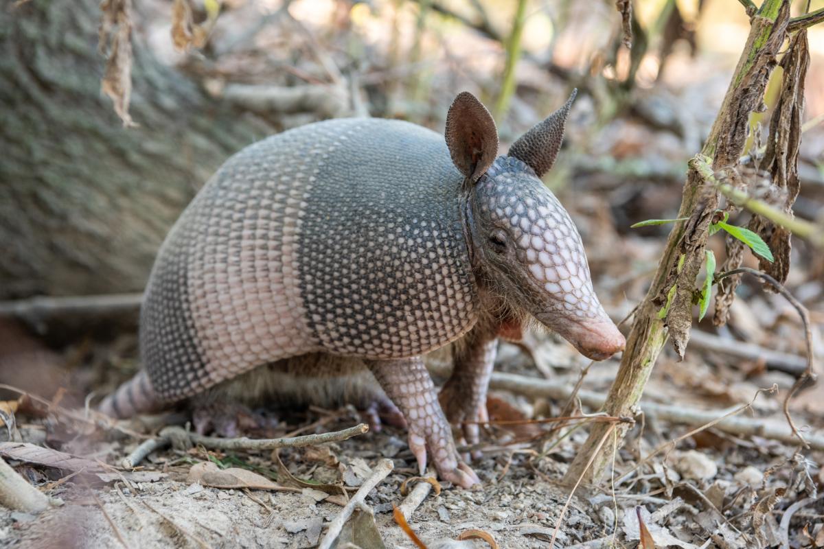 nine banded armadillo