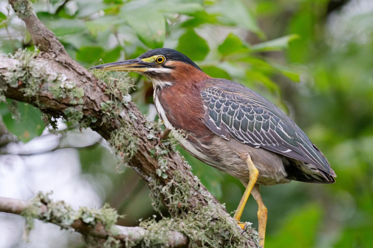 green heron on tree branch