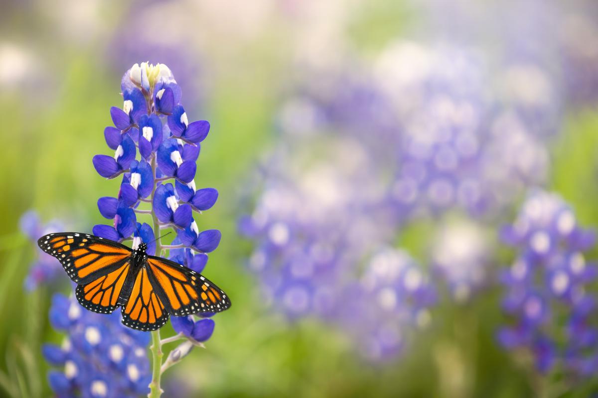 monach resting on texas bluebonnet flowers