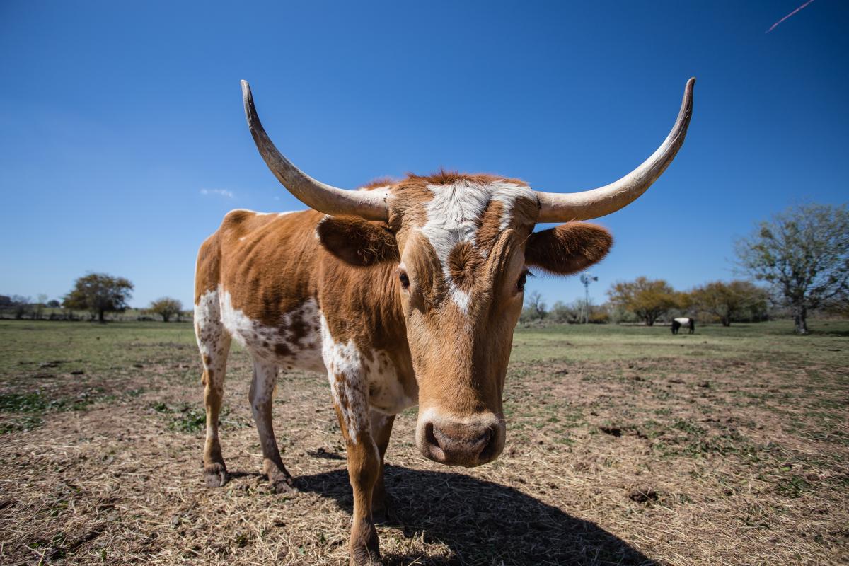 young texas longhorn cow brown and white