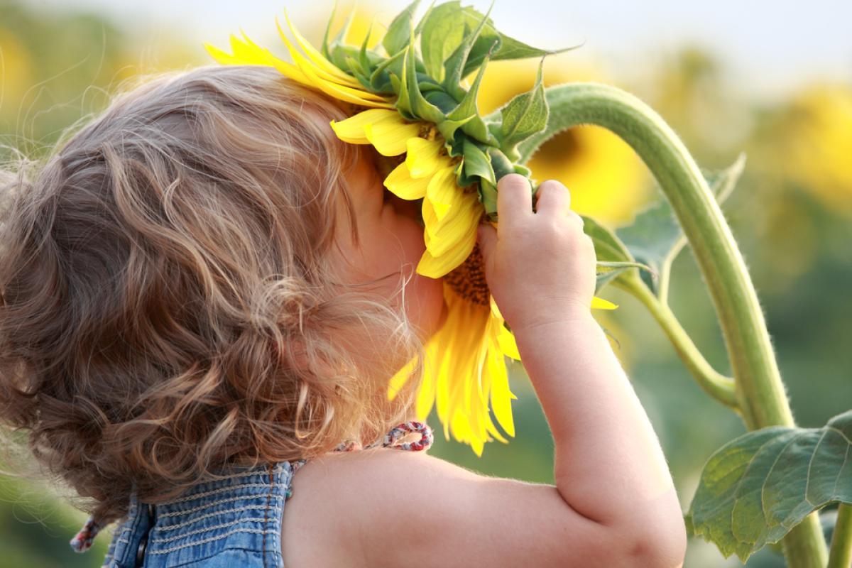 young girl face in sunflower