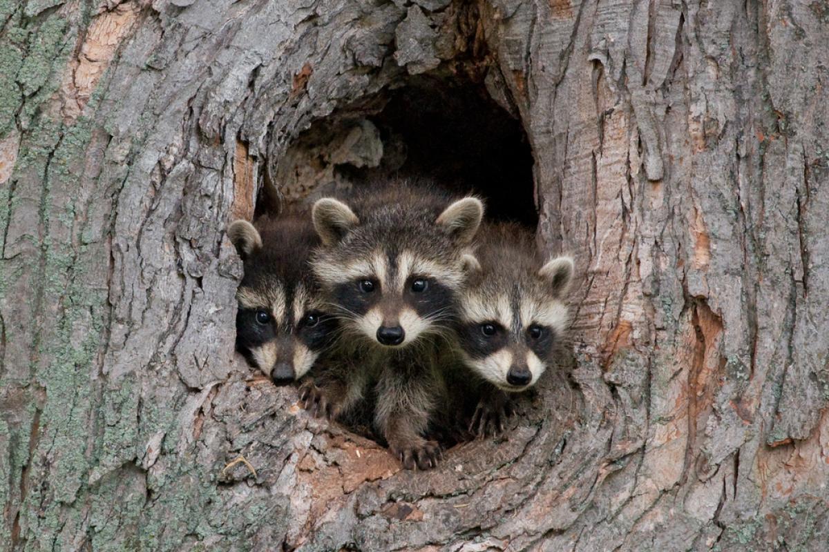 raccoons in tree