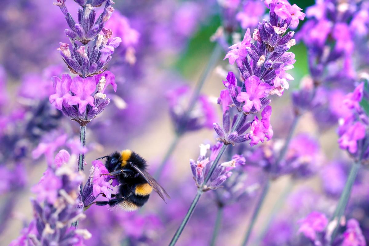 bee and flower